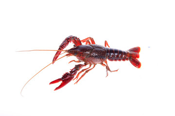 Crawfish