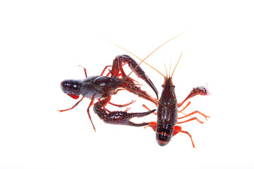 Crawfish