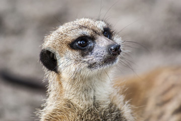 surykatka © Henryk Olszewski