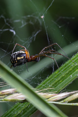 The spider with long paws.