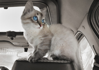 Cat sits in car on passenger sitting