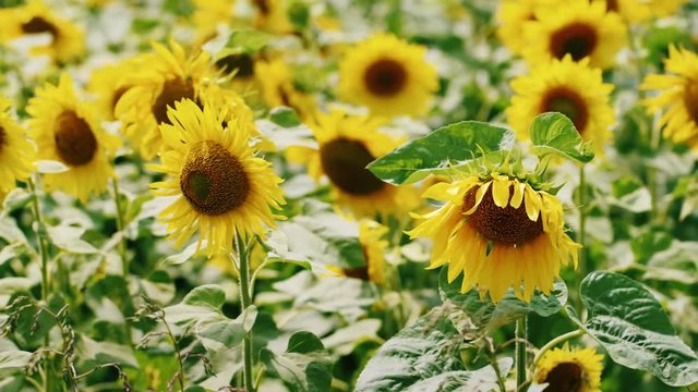 Field of sunflowers in summer