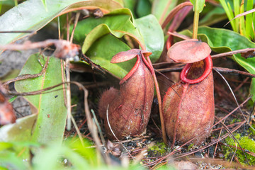 Tropical pitcher plants or monkey cups in national park.