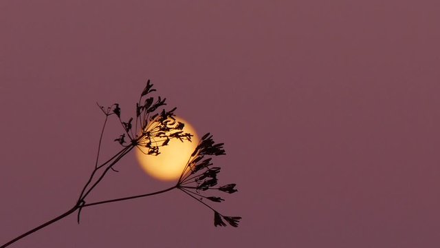 Mondaufgang, Vollmond mit Bibernelle