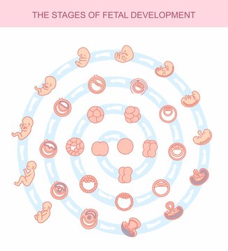 vector illustration stages of fetal development. isolated on white background. Pregnancy. Fetal growth from fertilization to birth, fetus development. Embryo development