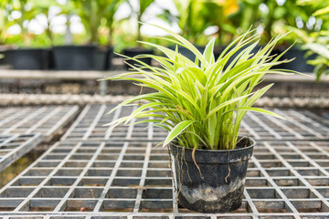 Chlorophytum comosum (spider plants) in a pot for sale.
