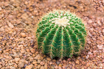 Small green cactus in desert garden.