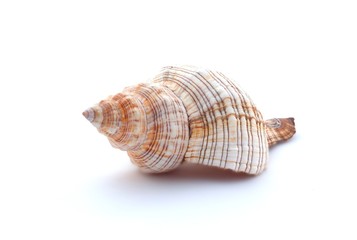 Beautiful seashell on the white background.