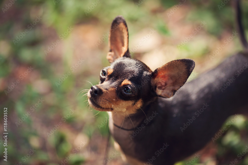 Wall mural One beautiful small russian toy terrier dog outdoors on summer sunny day