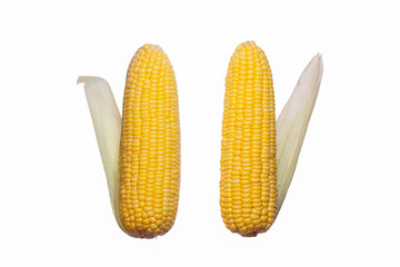Yellow Corn Cobs on White Background,