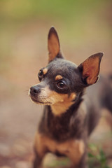 One beautiful small russian toy terrier dog outdoors on summer sunny day