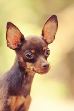 One beautiful small russian toy terrier dog outdoors on summer sunny day