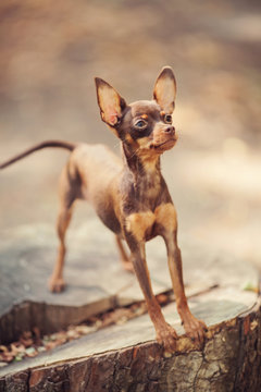 One beautiful small russian toy terrier dog outdoors on summer sunny day