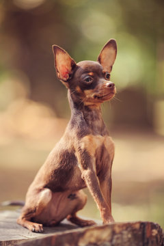 One beautiful small russian toy terrier dog outdoors on summer sunny day