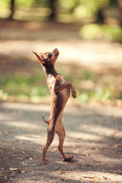 One beautiful small russian toy terrier dog outdoors on summer sunny day