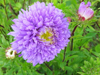 Fioletowy kwiat © fotograf111