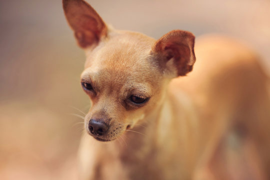 One beautiful small russian toy terrier dog outdoors on summer sunny day