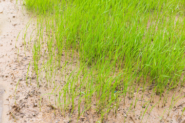 Planting seeds rice on field in rainy season in Northern Thailan