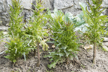 salad - Pflücksalat