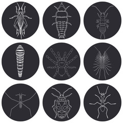 insect icons set. Earwig and trilobite beetle, firebug and cricket, centipede and caterpillar, ant and water strider,