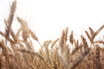 Fototapeta premium Beautiful wheat field