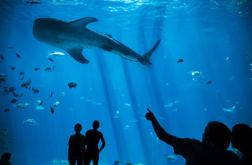 Fototapeta premium Sylwetka człowieka, wskazując na ogromny rekin wielorybi w akwarium, akwarium