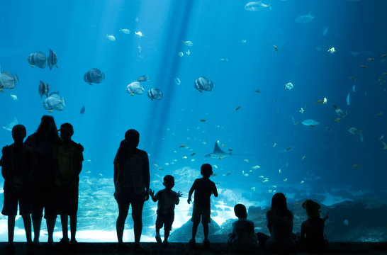 Silhouettes of People looking at Fish in huge Aquarium, Fish Tank