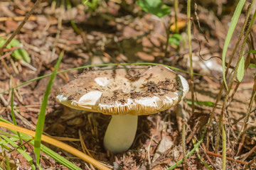 milk agaric growing in moss and cranberries