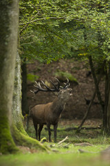 brame cerf cervidé forêt mammifère roi sauvage nature bois co
