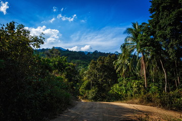 Path in the jungle