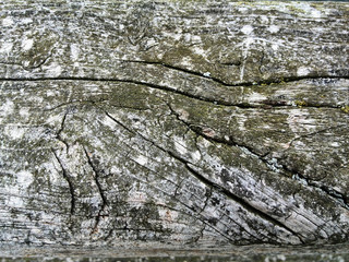 Obraz premium Holzstruktur