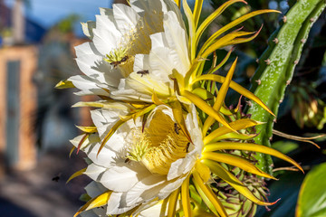 Pitaya
Fleur de Pitaya ou fruit du dragon