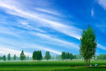 green wheat on background sky with cloud