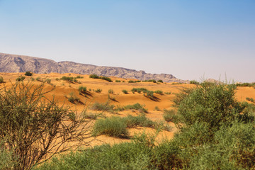 Arabian desert