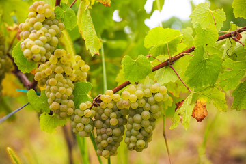 white grapes in the vineyard on a farm