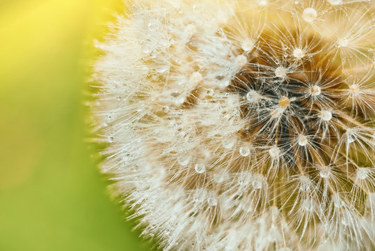 big fluffy white dandelion closeup. Perfect weightless ball.  warm sunny soft light
