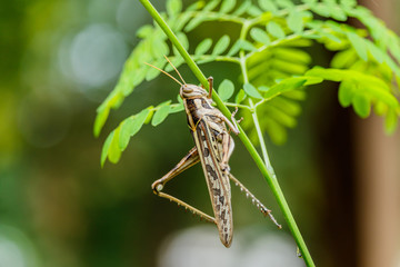 Brown grasshopper caught on branches.