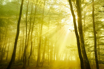 Obraz premium Forest of Deciduous Trees Illuminated by Sunbeams through Fog