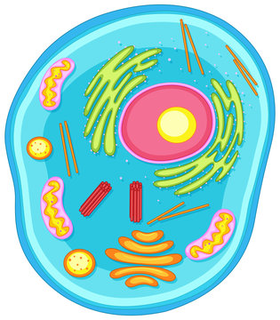 Animal cell diagram in colors
