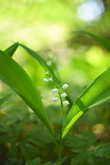 tender soft pictures of spring flowers lily of the valley in the forest. Beautiful spring natural background
