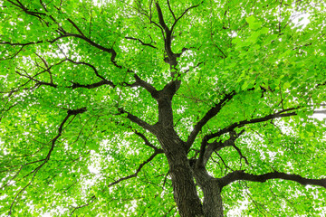 Green Sapium sebiferum tree grows in the forest