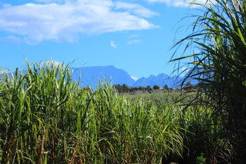 champs de canne à sucre