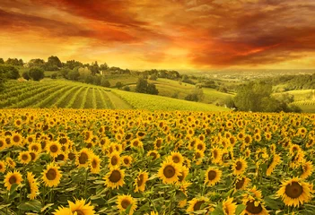 Fototapete Gelb Sonnenblumenfeld im italienischen Hügel bei Sonnenuntergang