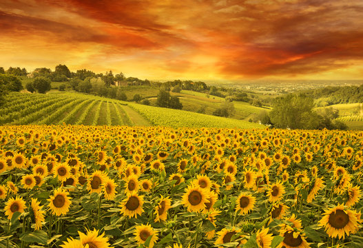 sunflowers field in the italian hill at sunset