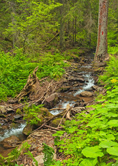 Road in the forest