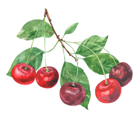 Set of cherry: red berries and leaves growing on a branch, watercolor painting, realistic illustration on white background