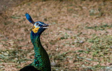 Fototapeta premium Blue peacock portrait
