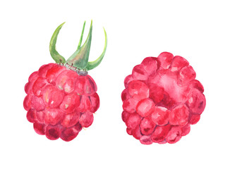 raspberry, red berries on white background, isolated, watercolor painting, realistic illustration