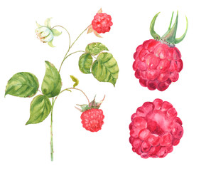 raspberry set: red berries, stem, flower, leaves, watercolor painting, realistic illustration