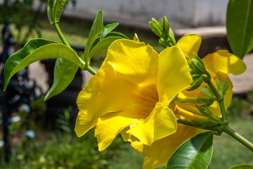 Alamanda fleur jaune
Alamanda fleur jaune à la Réunion.